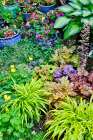 Sammamish, WA. Japanese grasses planted along with hosta, impatiens and Coralbells in garden Art Print